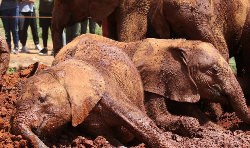 The David Sheldrick Elephant Orphanage: A Place of Rescue, Love, and Hope