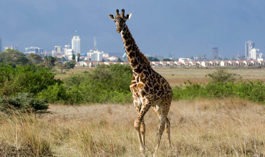 Urban Safari: 10 Fascinating Insights into Nairobi National Park.