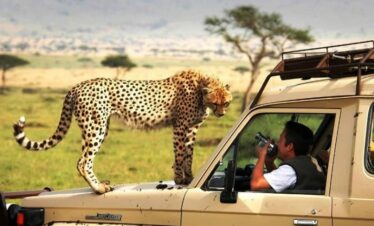 safari tours