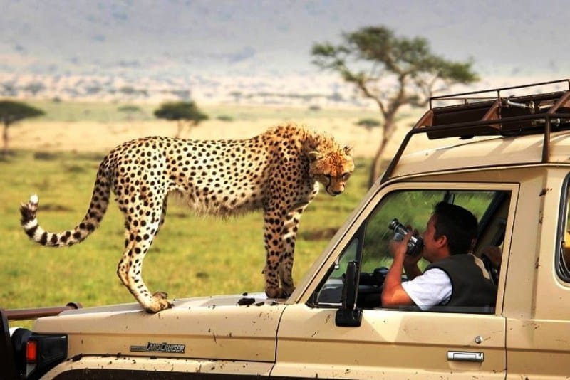 safari tours