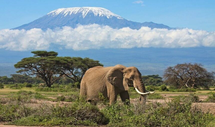 Amboseli Park: 10 Fascinating Insights into Kenya’s Wildlife Haven