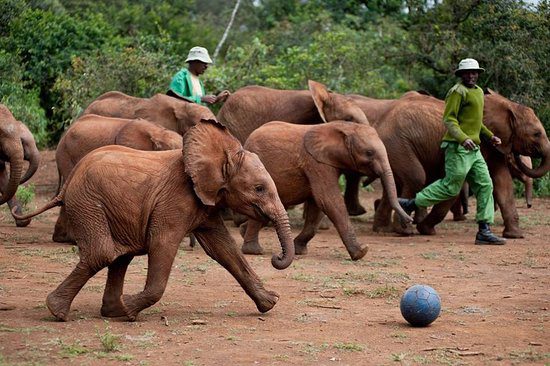 A Haven for Gentle Giants: The David Sheldrick Elephant Orphanage