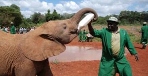 elephant orphanage