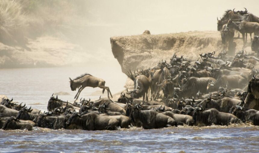 Witnessing the Great Wildebeest Migration in Maasai Mara