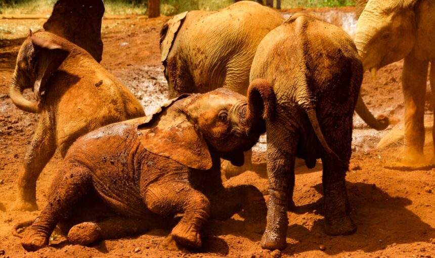 A Heartwarming Experience: Visiting the Sheldrick Elephant Orphanage