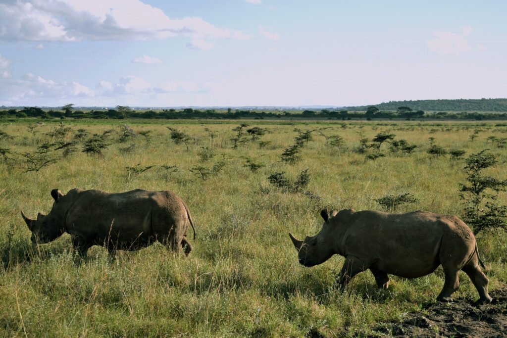 nairobi park rhino