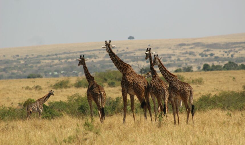 Budget vs Luxury: Experience the Wild Magic of a Kenyan Safari