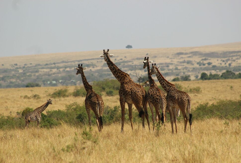giraffe safari