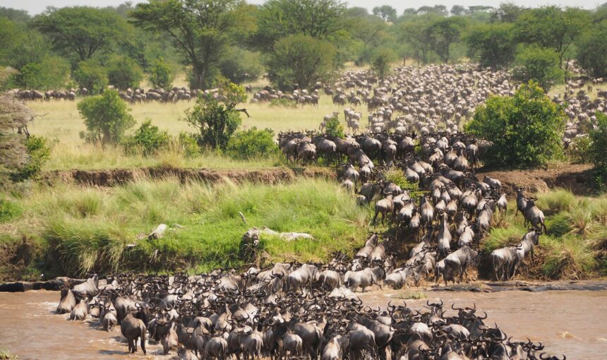Marvels of the Mara: 10 Amazing Facts About Maasai Mara National Reserve