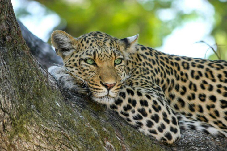Discover Kenya 2024: Unforgettable Safari Experiences.