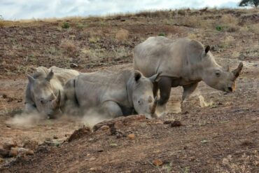 nairobi national park rhino