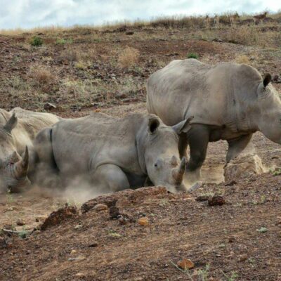 nairobi national park rhino