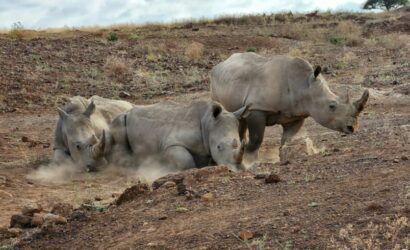 nairobi-national-park-rhino